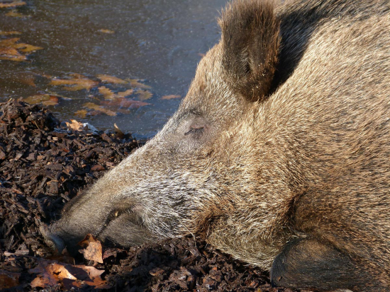 V Polsku i v Německu je AMP na postupu, opět se přiblížil k české hranici