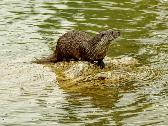 Ilustrační fotografie Pixabay