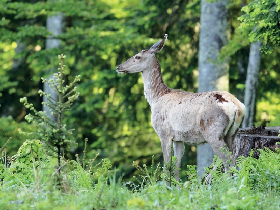 Novela vyhlášky o způsobu výpočtu výše újmy nebo škody způsobené na lesích