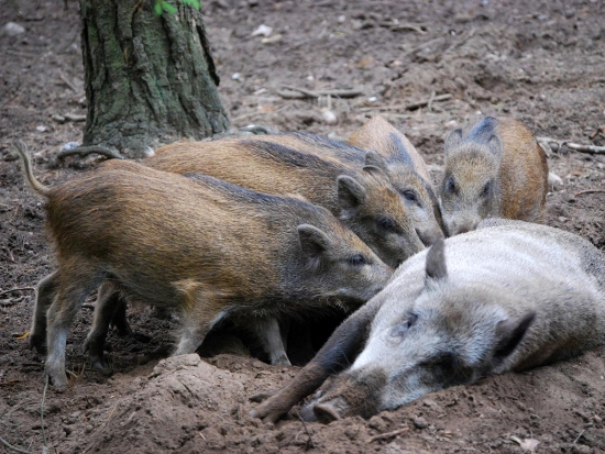 V Berlíně je nově možné lovit malá selata broky