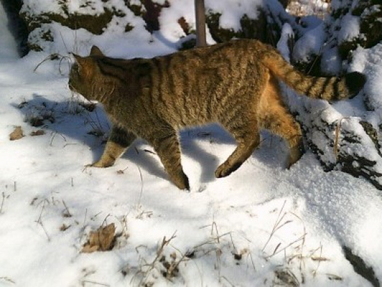Fotopast zachytila v CHKO Křivoklátsko kočku divokou, mohla by zde mít teritorium