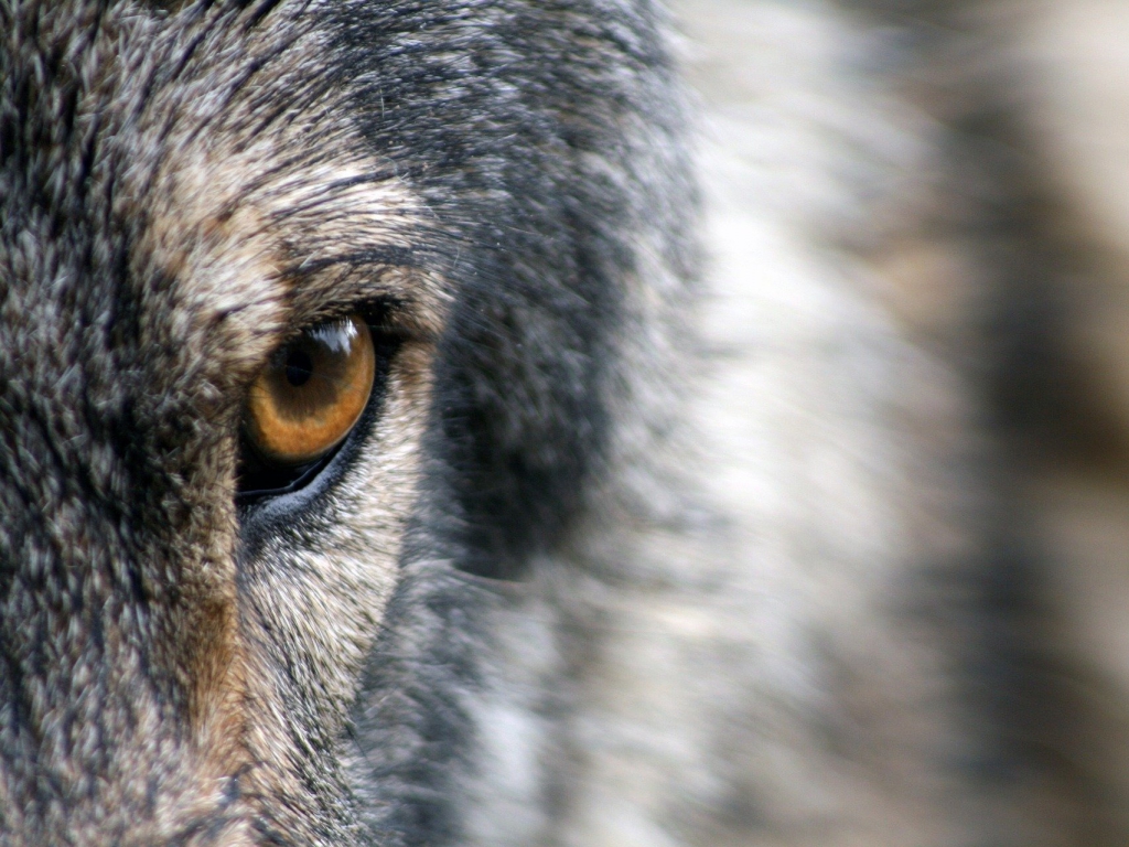 Farmáři, kteří žádají odstřel vlků, podali ústavní stížnost (ČTK)