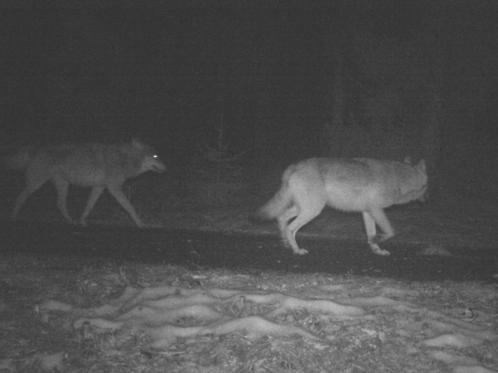 Pase se jelen tam, kde vlk loví? Zkoumá to projekt o vlivu vlků na horský ekosystém Šumavy a Bavorského lesa