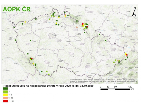 AOPK bude pravidelně každý měsíc zveřejňovat data o napadení hospodářských zvířat vlkem