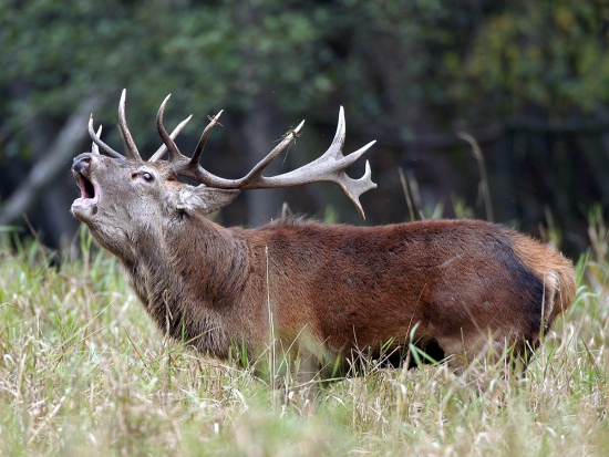 Do Maďarska už nesmějí ani lovečtí hosté