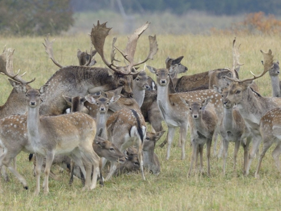 ASZ ČR, ČSOP a PSB: Úbytek biodiverzity způsobuje spárkatá zvěř
