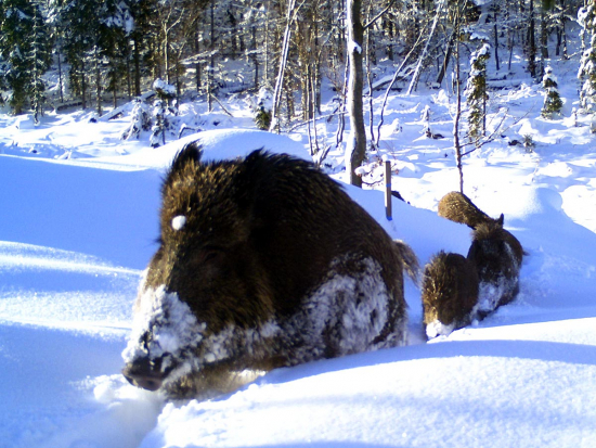 Projekt sledování prasat divokých, který by měl pomoci v boji s AMP, přináší první výsledky