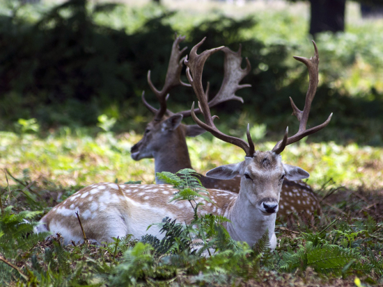 Ombudsman: obory mají být přístupné lidem, pokud pro ně neplatí zákaz