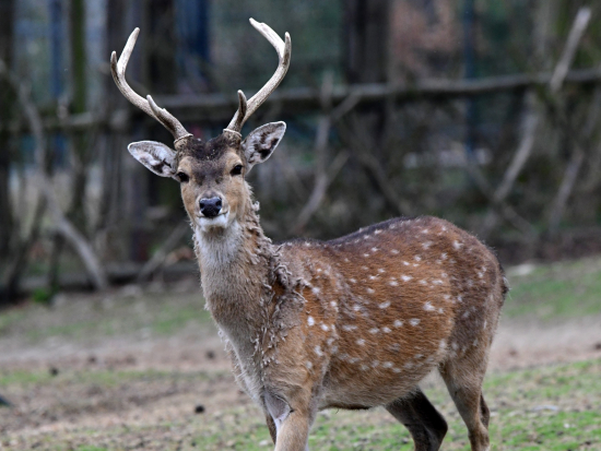 Odborníci z olomoucké zoo sestavili plemennou knihu pro siku vietnamského