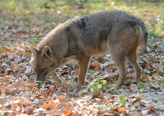 Ilustrační fotografie, šakal obecný, Jaroslav Vogeltanz