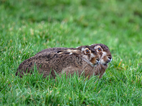 Myxomatóza u zajíců na jihu Moravy potvrzena!