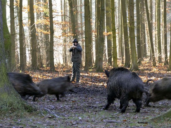 Výkon práva myslivosti za nouzového stavu