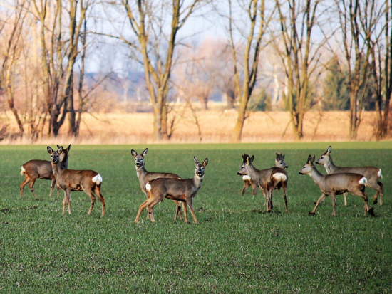 MZe: elektronická evidence myslivcům usnadní plánování lovu i komunikaci s úřady