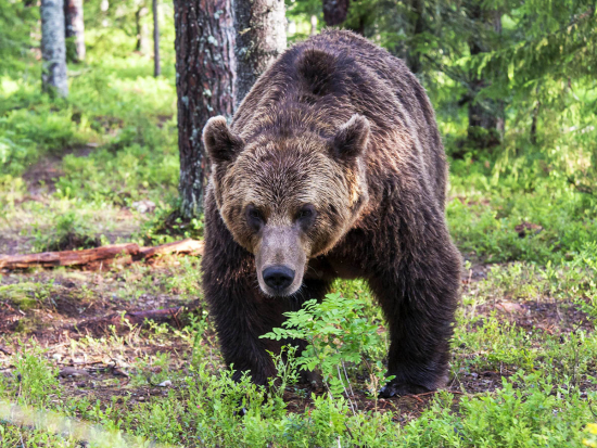 Slovensko: tři případy napadení člověka medvědem během 24 hodin