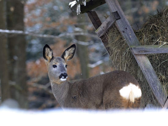 Podmínky pro léčení spárkaté zvěře v roce 2021