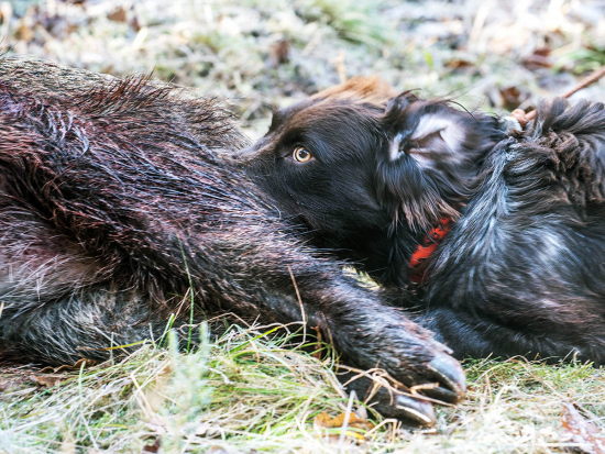 Dva případy Aujeszkyho choroby u psů na Zlínsku