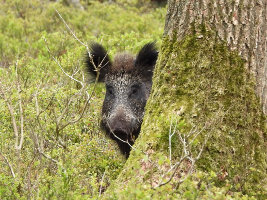 Sasko plánuje kvůli AMP vyhubit černou zvěř v koridorech kolem zón s infekcí