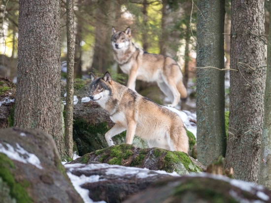 Ilustrační fotografie Jaroslav Vogeltanz