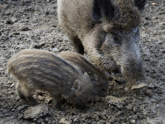 Ilustrační fotografie Pixabay