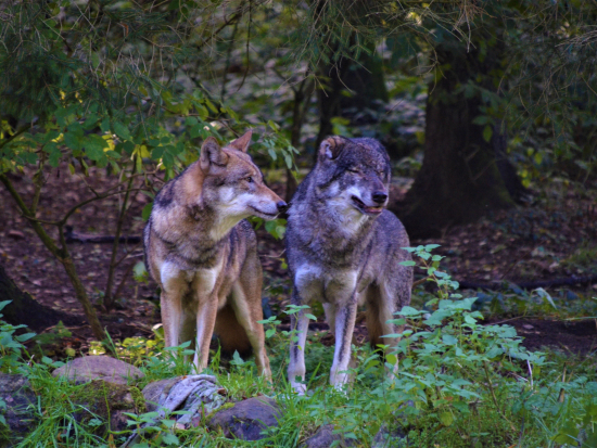 MŽP navrhlo změnu ochrany vlka obecného v ČR v reakci na evropskou legislativu