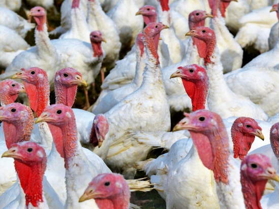 Ilustrační fotografie Pixabay