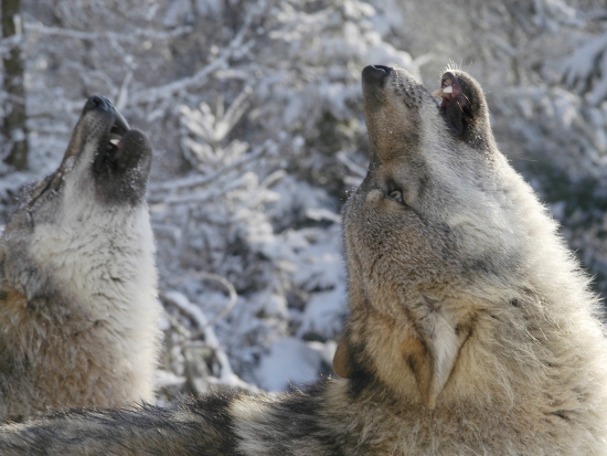 Ilustrační fotografie Jaroslav Vogeltanz
