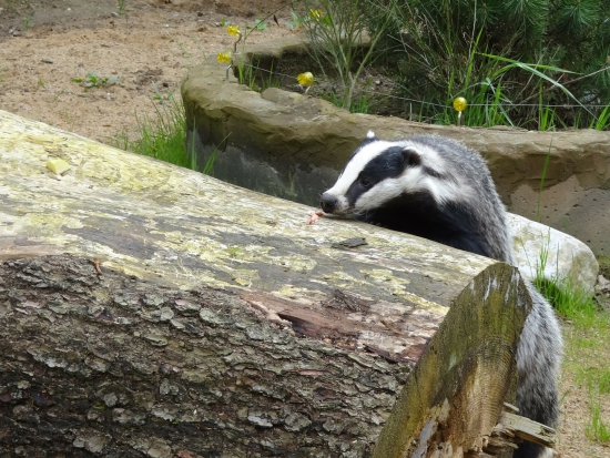 Ilustrační fotografie Dirk Schumacher, Pixabay