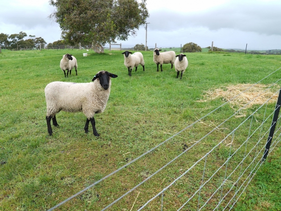 Ilustrační fotografie Pixabay