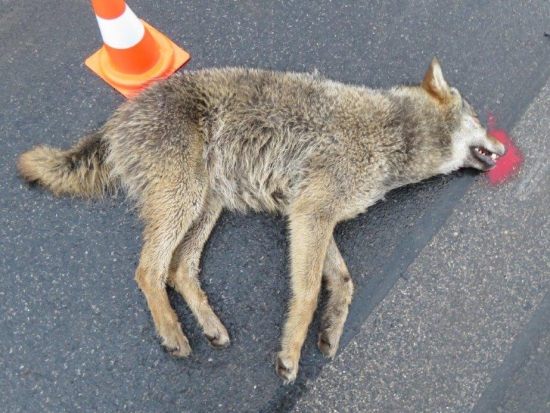 Na Nymbursku srazilo auto vlčici