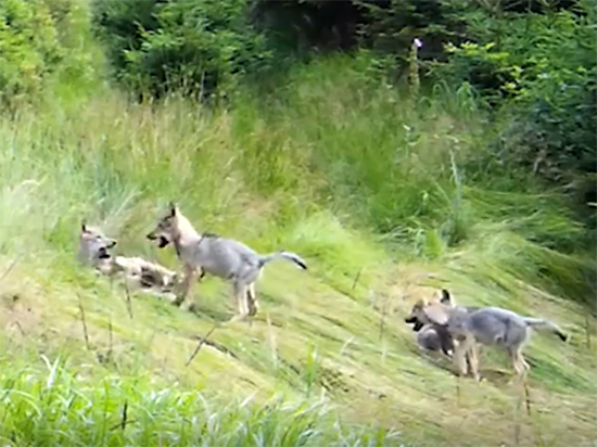 V NP České Švýcarko se narodilo minimálně pět vlčat