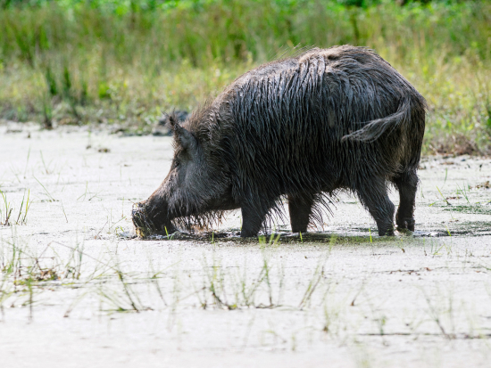 Výsledky monitoringu nákaz zvěře za rok 2024