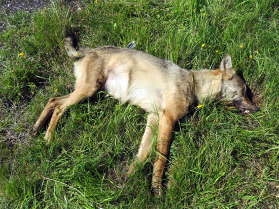 Vlk sražen autem v Krušných horách