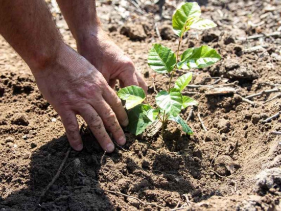 LČR vzkazují studentům: Pomozte v lese a vydělejte si!