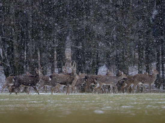 SVOL navrhuje úpravy avizované technické novely zákona o myslivosti a upozorňuje na potřebu koncepčních změn zákona