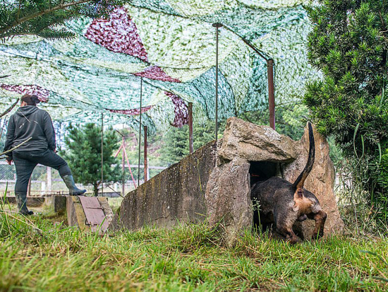 Vláda schválila návrh zákazu norování a držení lišek za účelem výcviku loveckých plemen