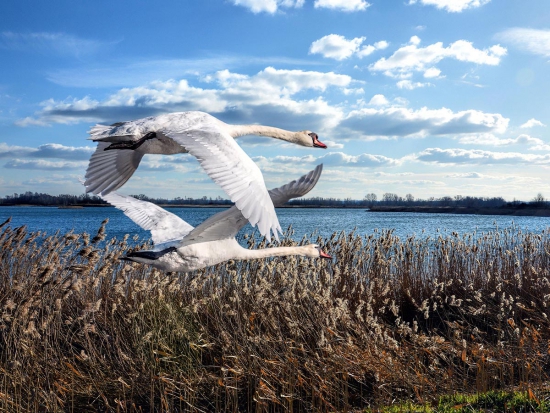 SVS: riziko ptačí chřipky zvyšuje podzimní migrace stěhovavých ptáků