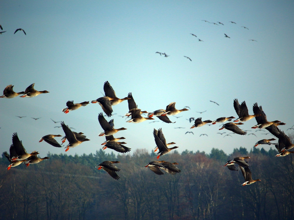 První případy ptačí chřipky u volně žijících ptáků se letos objevily na jihu Čech