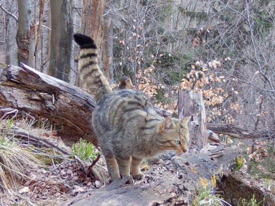Samec kočky divoké Jonáš.