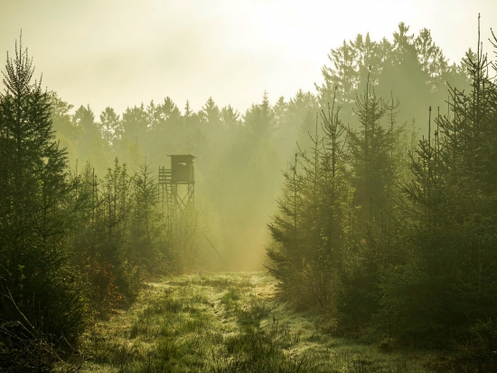 Lesy ČR nabízejí k pronájmu 19 volných honiteb a oboru