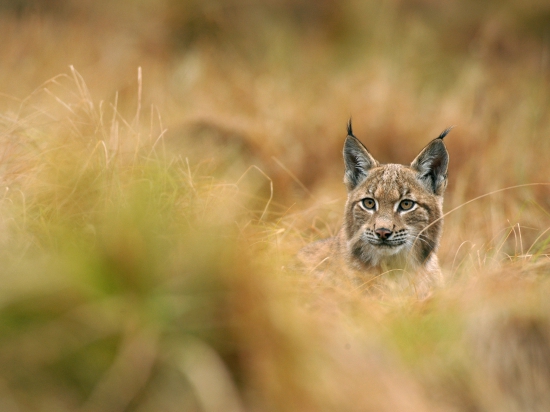 Ilustrační fotografie Jaroslav Vogeltanz