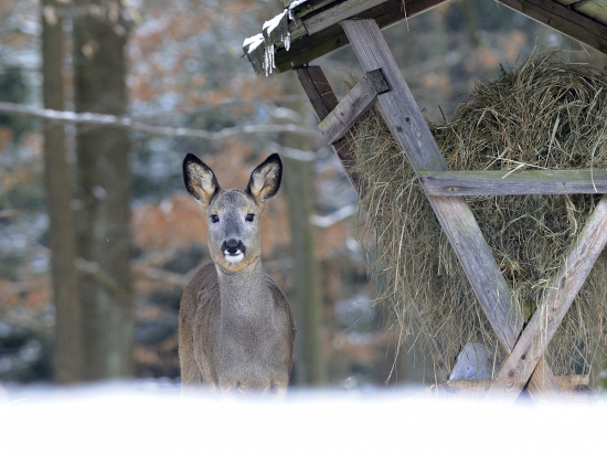 Zveřejnění Metodiky kontroly zdraví zvířat a nařízené vakcinace na rok 2024