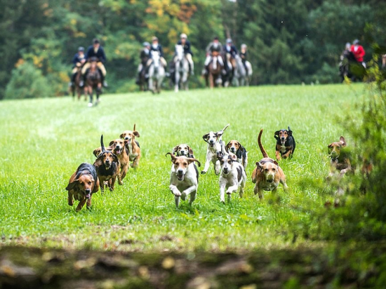 Britská vláda chce zakázat praktiku, která nahradila hon na lišky