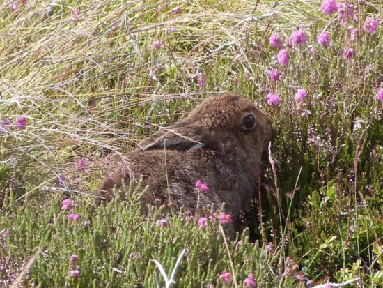 Fotografie The Grampian Moorland Group