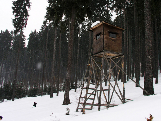 Novinky u výběrových řízení na honitby Lesů ČR