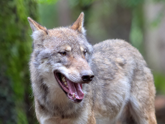 Zoologové odhadují počet vlků na Šumavě na 36, o čtvrtinu víc než předloni