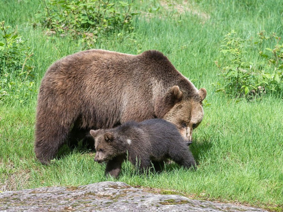 Výskyt medvědů v ČR a jejich původ prověřují policisté, ochránci přírody i ČIŽP