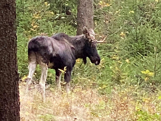 Emil vyfotografovaný v polovině října u obce Vrhaveč na Klatovsku.