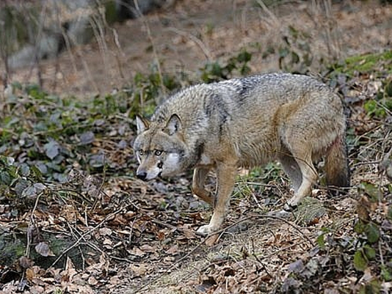 Ochranář v Bavorsku čelí vyšetřování kvůli podezření z převozu uhynulého vlka z Česka