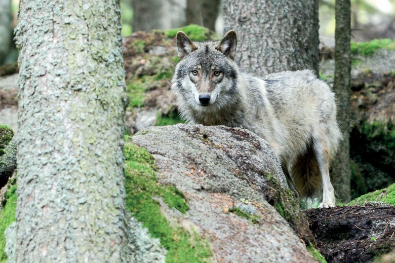Vlci pozorovaní na různých místech v České republice nepocházejí z odchovů v zajetí