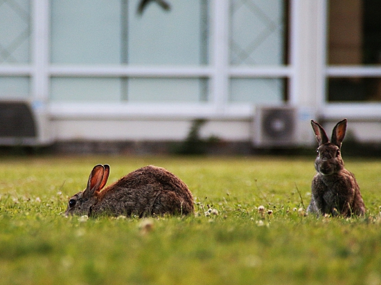 Ilustrační fotografie Holger Lanfmaier, Pixabay